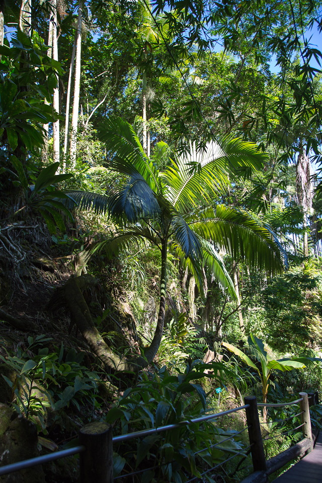 3L9A9909.jpg Tropical Botanical Garden - Copyright : See Otherwise 2012 - 2026